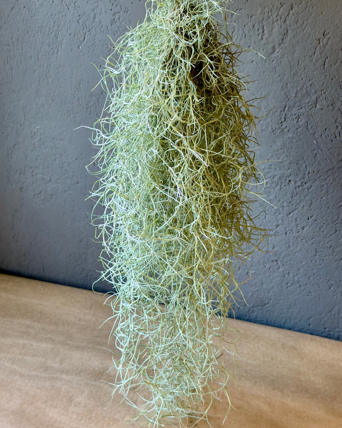 Tillandsia, pianta d'aria